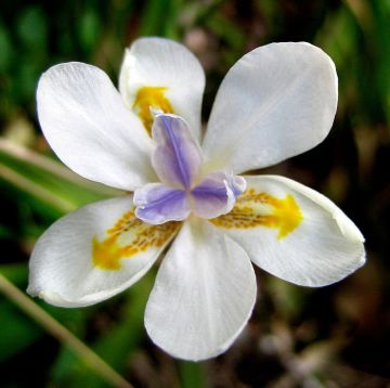 dietes iridioides - africký iris, duhovka