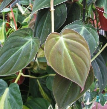 philodendron scandens micans