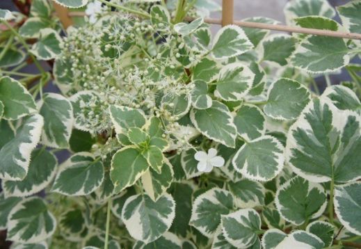 hydrangea petiolaris "silver lining"