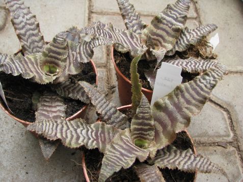 cryptanthus zonatus