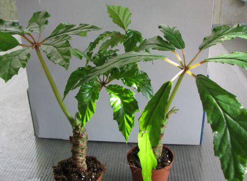 begonia carolineifolia