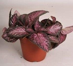 episcia "purple rain"