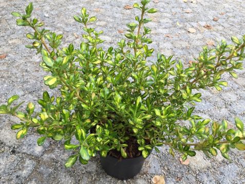 coprosma "lemon and white"