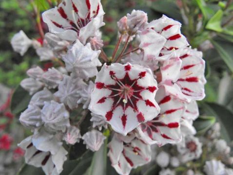 Kalmia latifolia "bumbleebee" - kalmie