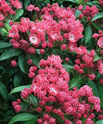 kalmia latifolia "pinkobello"