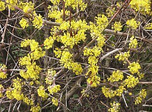 cornus mas , květy