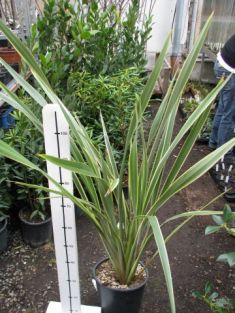 phormium tenax variegata