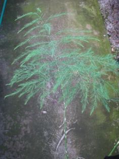 asparagus virgatus,treefern, tiki