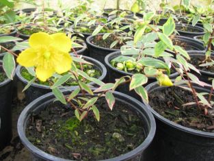 hypericum moserianum "tricolor" - třezalka moserova