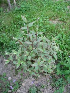 hypericum moserianum "tricolor"