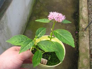 hydrangea serrata "bluebird"