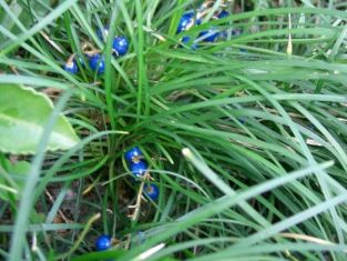 ophiopogon japonicus 'minor' - sedoulek japonský