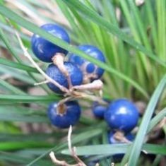 ophiopogon japonicus 'minor' - sedoulek japonský