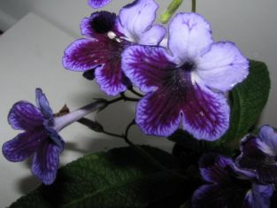 streptocarpus "katie"