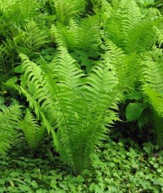 matteuccia struthiopteris -pérovník pštrosí