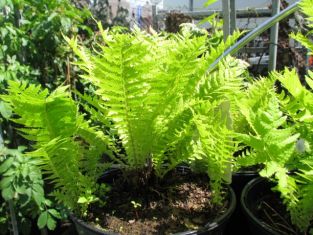 matteuccia struthiopteris -pérovník pštrosí
