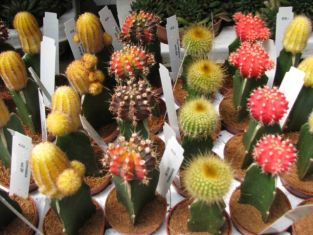 Gymnocalycium - gymnocactus