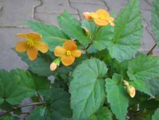 Begonia sutherlandii "papaya"