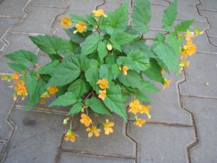 begonia sutherlandii "papaya"