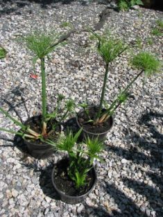 cyperus papyrus nana