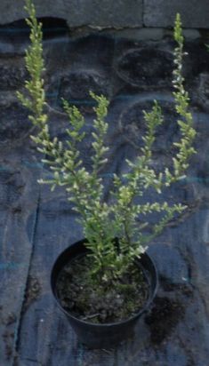 calluna vulgaris "aurea" - vřes obecný