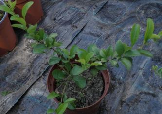 chaenomeles speciosa "texas scarlet" - kdoulovec nádherný