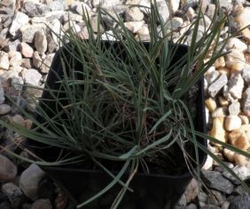 koeleria glauca