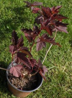 physocarpus opulifolius "andre" - tavola kalinolistá