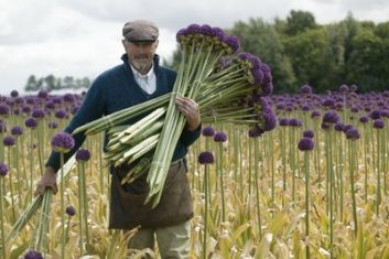 allium "ambassador"