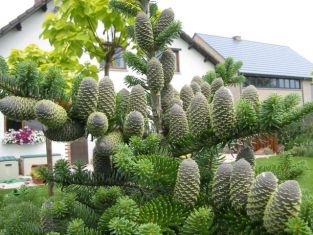 abies koreana
