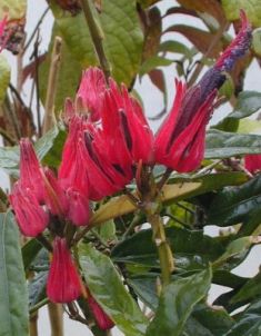 triplochlamys multiflora - pavonia