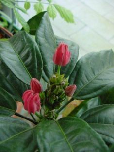 triplochlamys multiflora - pavonia