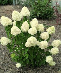 hydrangea paniculata "limelight" - hortenzie latnatá
