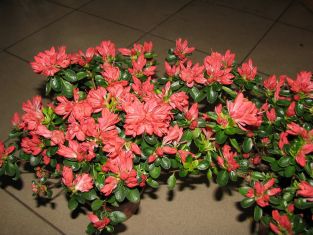 Rhododendron obtusum "rex"