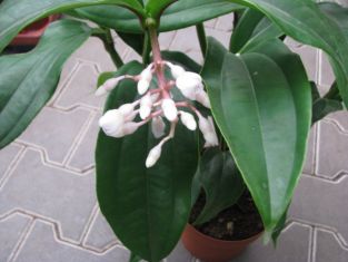 medinilla magnifica "medipearl" - tupoušek