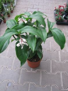 medinilla magnifica "medipearl" - tupoušek