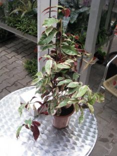 excoecaria cochicinensis "jungle fair"