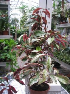 excoecaria cochicinensis "jungle fair"