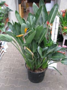 strelitzia reginae
