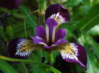 iris versicolor "gerald d´arby"