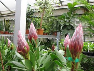 protea cynaroides "little prince"