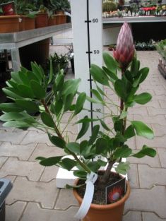 protea cynaroides "little prince"
