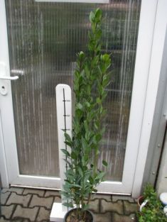 laurus nobilis - vavřín, bobkový list ( Itálie )