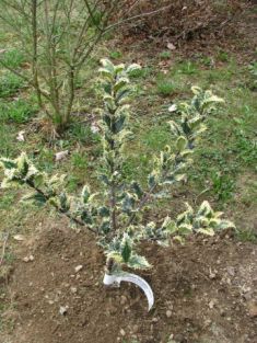 ilex aquifolium "ferox argentea" - cesmína ostrolistá