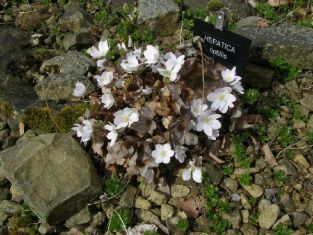 hepatica nobilis "white forest" - jaterník podléška bílý