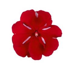 impatiens NG "moulin rouge"