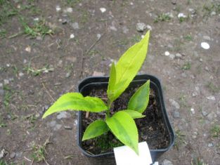 deutzia gracilis "aurea"
