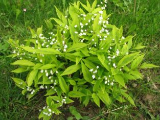 deutzia gracilis "aurea"