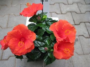 hibiscus sinensis "premiére" - ibišek pokojový