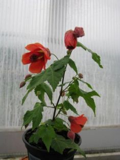 Abutilon "red trumpet" - pokojová lipka, javor